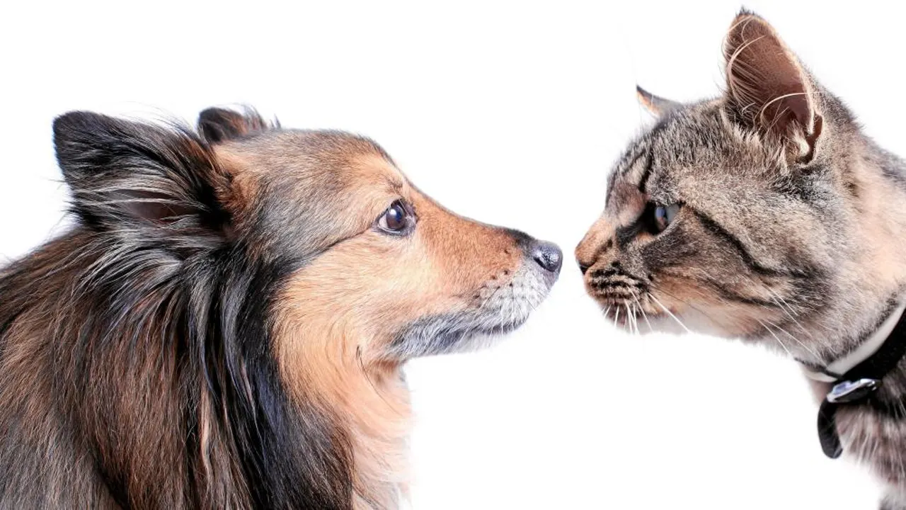 Taxonomía perro y gato